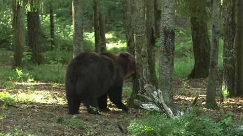 Brown Bear Eating Something. Leaves Fall Beautifully from the Trees in the Wind. Stock Footage 270352426