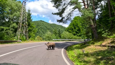 A brown bear eats an apple on the road Stock Footage 295817704