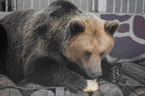 Brown bear eats bread near metal bars Stock Photos