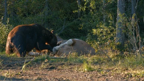 Brown bear eats carcass of a dead animal 4K Stock Footage 113044543