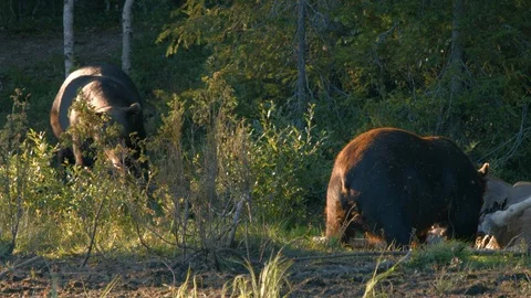 Brown bear eats carcass while another one waits for its turn 4K Stock Footage 113045298