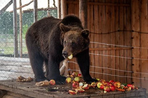 The brown bear eats fallow deer in the contact zoo Stock Photos