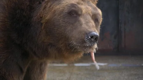 Brown bear eats fish and turns toward the camera. Stock Footage 335240983