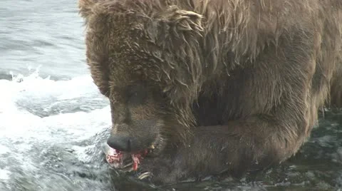 BROWN BEAR EATS FISH Video stock 21223548