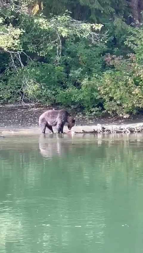 Brown bear eats fish Stock Footage 250365329