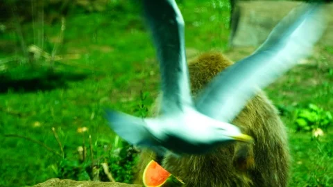 Brown bear eats in its enclosure protected by glass at the Bioparco Stock Footage 130071922