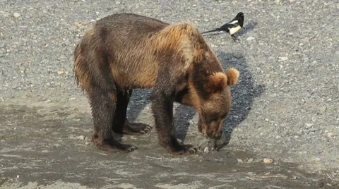 Brown Bear Eats Nervously Stock Footage 8646756