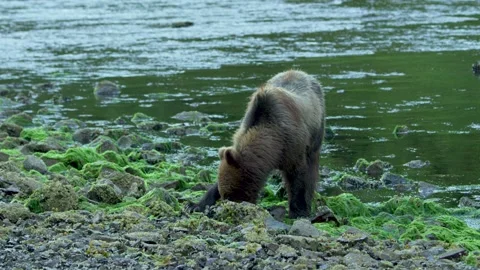 A brown bear eats by the river, occasionally turning its head to look around. Stock Footage 244400360
