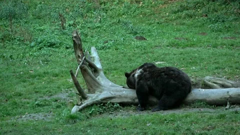 Brown bear eats from tree trunk Stock Footage 219448253