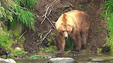 Brown Bear at Edge of salmon stream Stock Footage 50588115