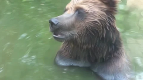 A brown bear enjoys a bath in the lake Video stock 240051029