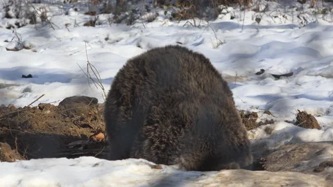 Brown bear enters the underground den, preparing for hibernation Stock Footage 154101016