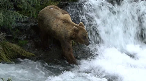 BROWN BEAR EXITS FALLS 库存影片 22556219