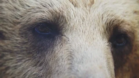Brown bear eyes close-up. Great predator Stock Footage 159605056