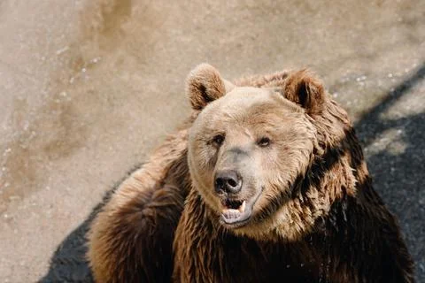Brown bear face close-up on the background of stones in the zoo Stock Photos