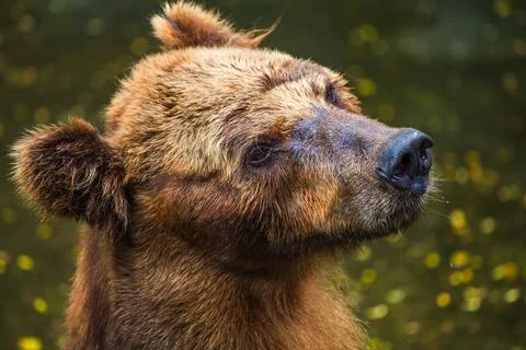 Brown Bear face close up, fur wet and matted, with a sad expression, gazing u Stock Photos
