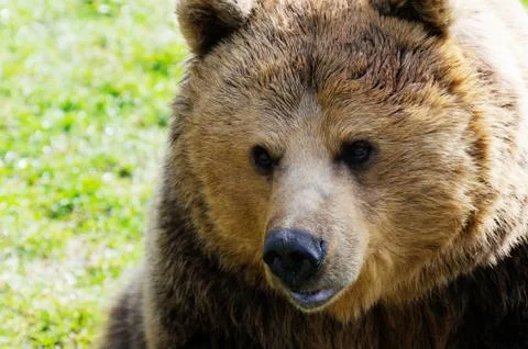 Brown bear face Stock Photos