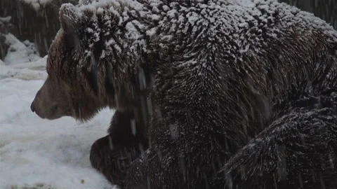 The brown bear faces a winter snow, prepares for hibernation Stock Footage 144795535