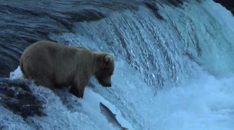 Brown Bear on Falls Almost Catches a Salmon Stock Footage 50362843