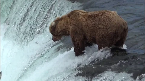 Brown Bear on Falls Has Nearly 20 Salmon Jump Near Him Stock Footage 73103683