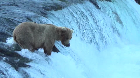 Brown Bear on Falls with Salmon Jumping v4 With Audio Stock Footage 50384358