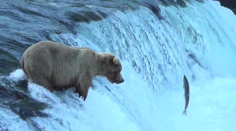 Brown Bear on Falls with Salmon Jumping v5 Stock Footage 50384622