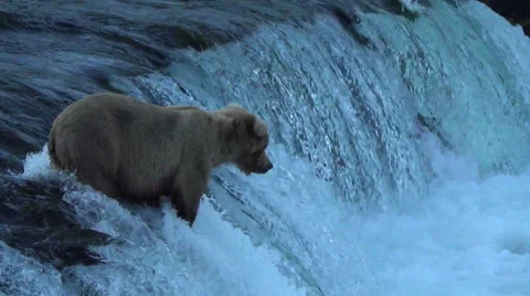Brown Bear on Falls with Salmon Jumping v3 Stock Footage 50385168