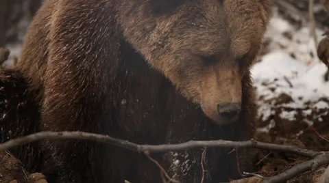 Brown bear family Stock Footage 24164163