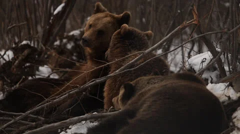 Brown bear family Stock Footage 24172689