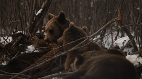 Brown bear family/2 Stock Footage 24175069