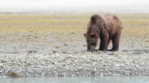 Brown bear feeding on clam Stock Footage 10579597
