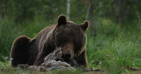 Brown bear feeding entrails viscera. Dangerous animal in nature taiga and meadow Stock Footage 164867038