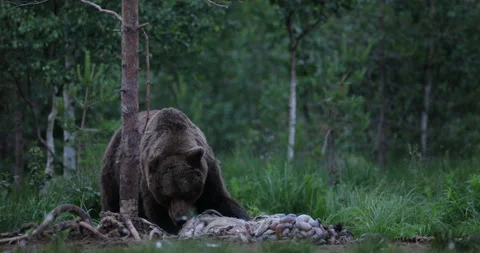 Brown bear feeding entrails viscera. Dangerous animal in nature taiga and meadow Stock-Footage 164870134