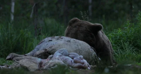 Brown bear feeding entrails viscera. Dangerous animal in nature taiga and meadow Vidéo 164870247
