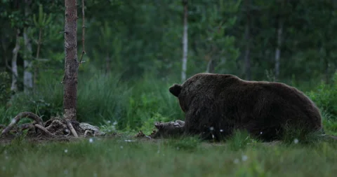 Brown bear feeding entrails viscera. Dangerous animal in nature taiga and meadow Vidéo 164873377