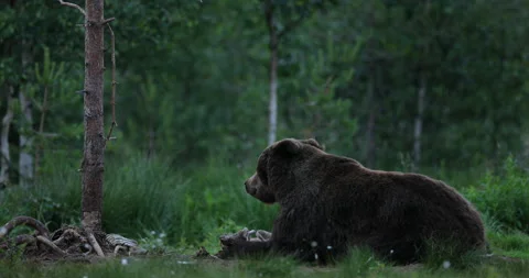 Brown bear feeding entrails viscera. Dangerous animal in nature taiga and meadow Stock-Footage 164873776