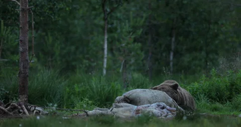 Brown bear feeding entrails viscera. Dangerous animal in nature taiga and meadow Stock Footage 164874067