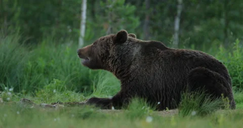Brown bear feeding entrails viscera. Dangerous animal in nature taiga and meadow Stock Footage 164875655
