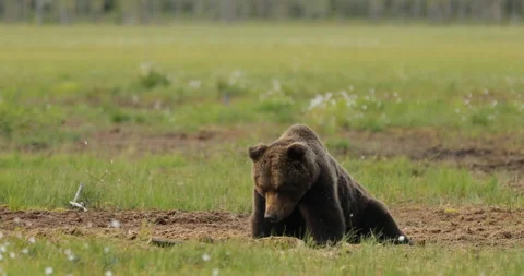 Brown bear feeding entrails viscera. Dangerous animal in nature taiga and meadow Stock Footage 164877585