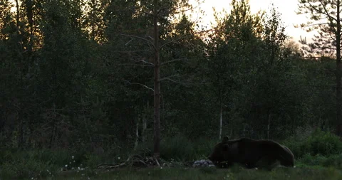 Brown bear feeding entrails viscera. Dangerous animal in nature taiga and meadow Stock Footage 164879093