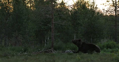Brown bear feeding entrails viscera. Dangerous animal in nature taiga and meadow 動画素材 164879272