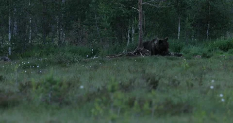 Brown bear feeding entrails viscera. Dangerous animal in nature taiga and meadow Stock-Footage 164879702