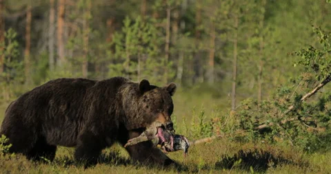 Brown bear feeding entrails viscera. Dangerous animal in nature taiga and meadow Stockbeeldmateriaal 164880170