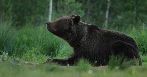 Brown bear feeding entrails viscera. Dangerous animal in nature taiga and meadow Stock Footage 164881385