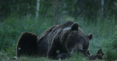 Brown bear feeding entrails viscera. Dangerous animal in nature taiga and meadow Stock-Footage 164884182