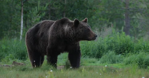 Brown bear feeding entrails viscera. Dangerous animal in nature taiga and meadow 動画素材 164884408