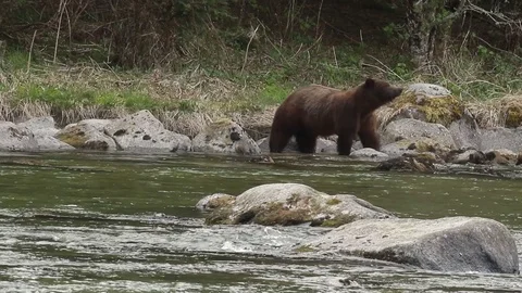 Brown bear feeding on fish in river Stock Footage 79039725
