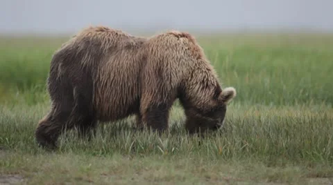 Brown bear feeding on grass Stock Footage 10574188