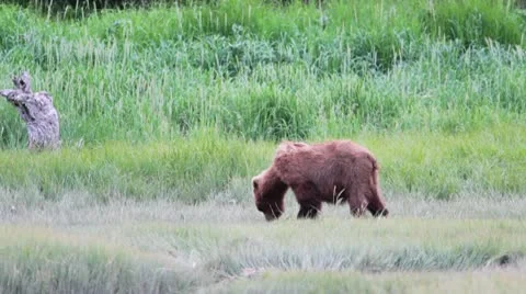 Brown bear feeding on grass Stock Footage 10578789