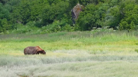 Brown Bear feeding on grass Stock Footage 10579263